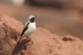 Seebohms Tapuit 1